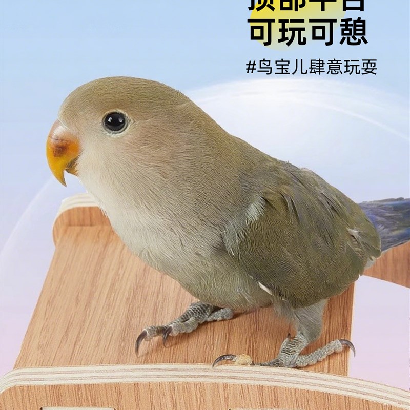 鹦鹉梯子鸟笼子f攀爬玩具鸟爪磨棒楼梯黑凤凰平台攀爬梯子虎皮梯