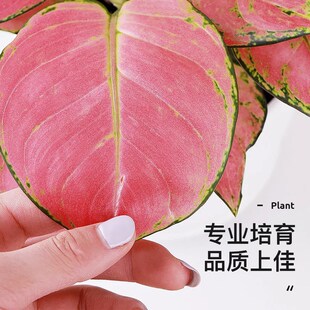 绿萝盆栽室内好养水培植物办公室客厅桌面花卉小盆W景四季 净化空