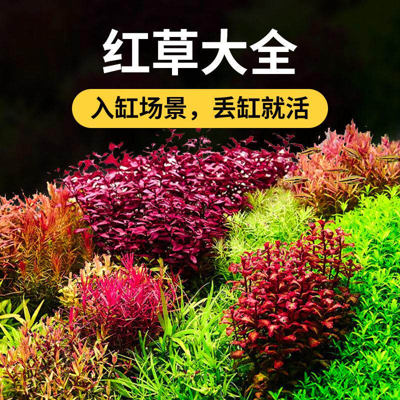 疯狂水草鱼缸水草植物真草阴性草缸造景套餐水培莫斯蜈蚣水榕水草