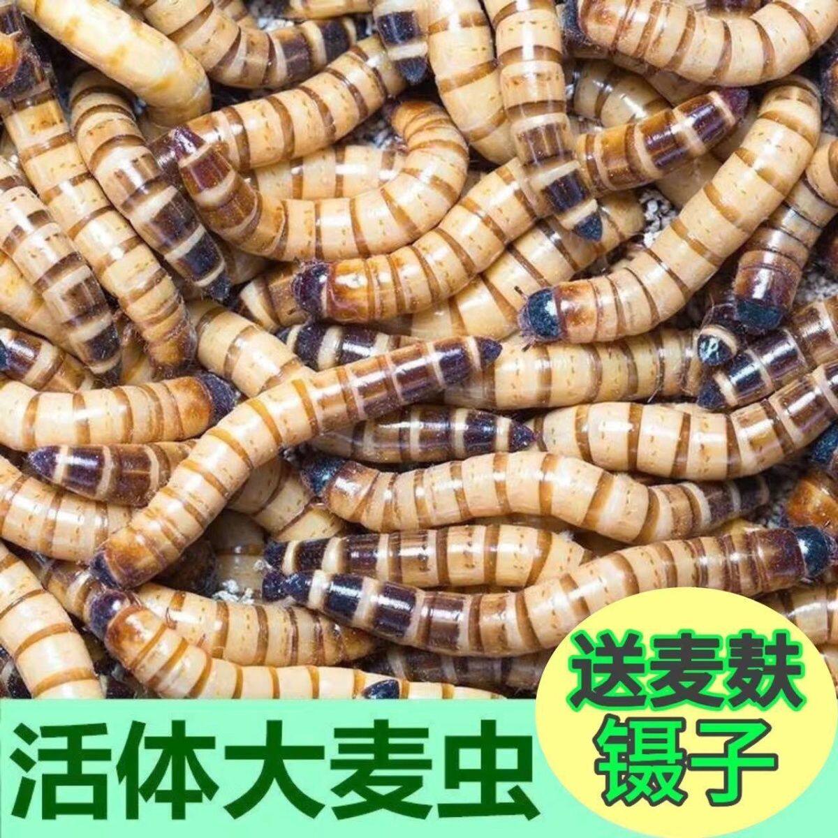 大麦虫活体面包虫金龙鱼银龙鱼料鸟食乌龟粮食爬宠物饲料活体虫子