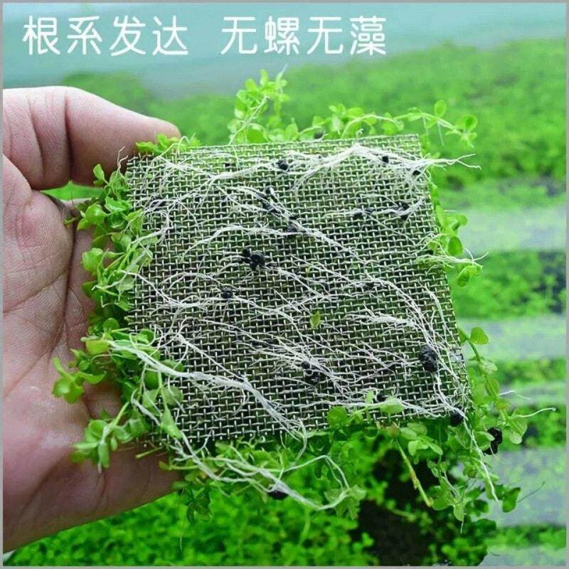 前景爬地矮珍珠趴地迷你鱼缸造景真水草懒人速成阴性淡水新款水草