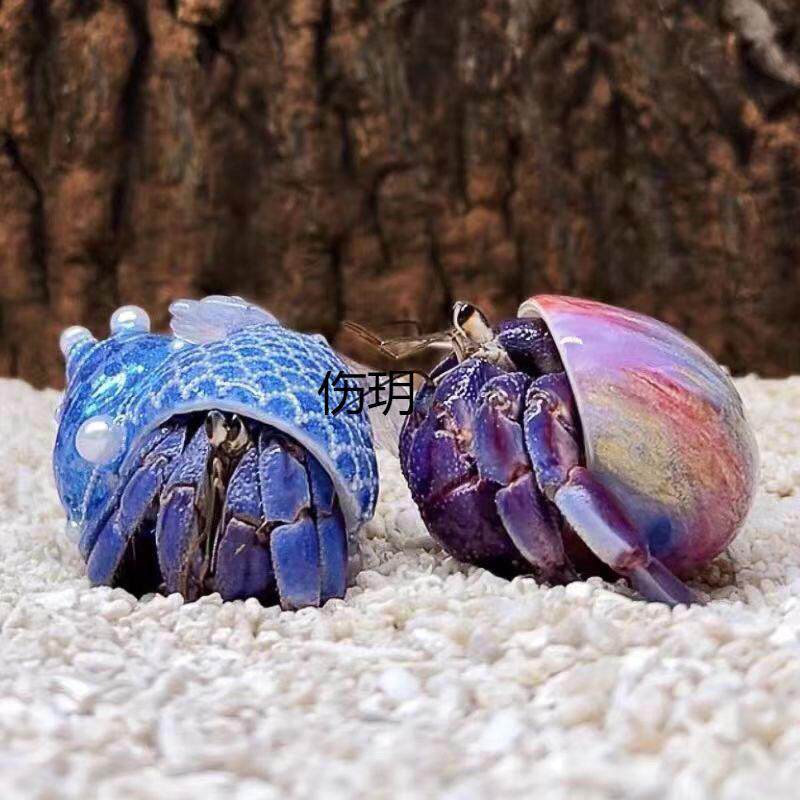 儿童懒人宠物陆生寄居蟹宠物活物淡水莓短腕灰白深紫观赏蟹包邮