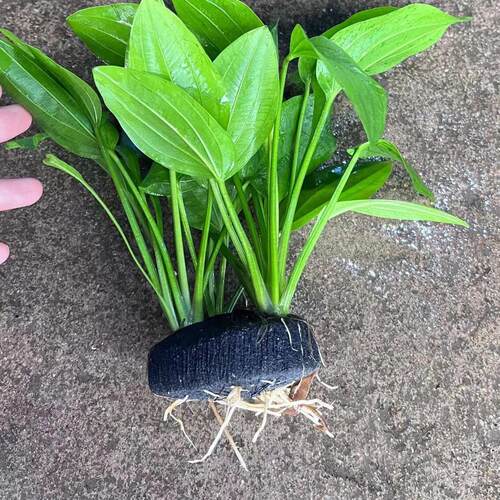 坨草造景氧水草热带鱼阴性净化鱼缸观赏鱼【水下草】跨境