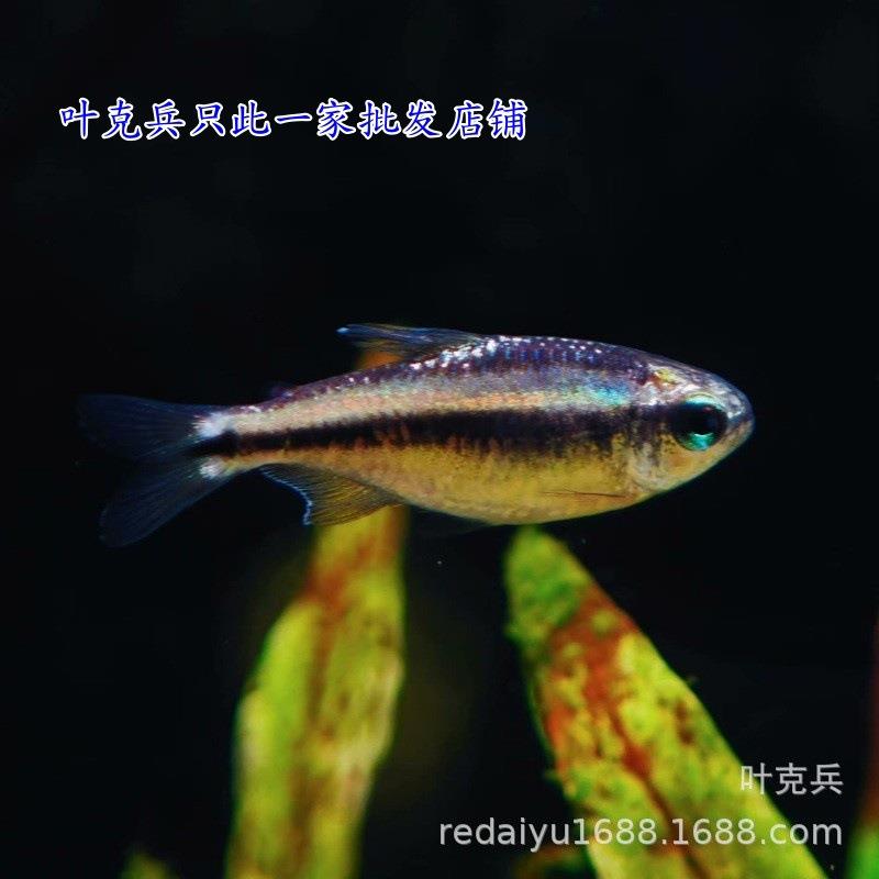 热带观赏鱼幻彩蓝魔 白金幻彩魔鬼灯高端灯鱼