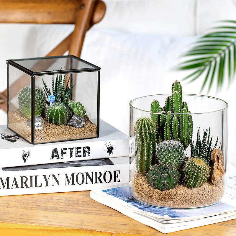 仙人掌创意肉肉组合花卉盆栽仙人球绿植办公室内桌面X植物好养易