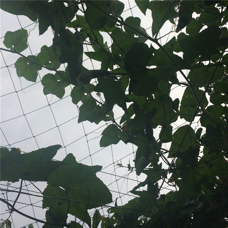 植物爬藤网菜园园艺黄瓜藤架百香果墙面阳台O攀爬网格支架丝瓜架