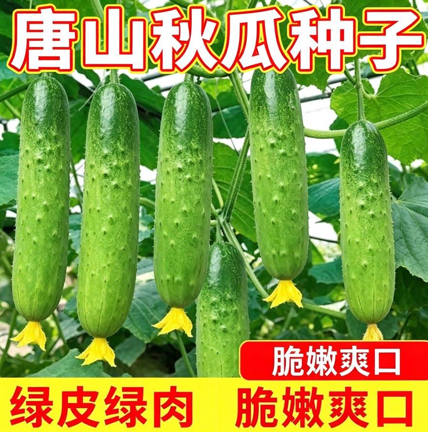唐山秋瓜种秋黄瓜水果黄瓜阳台盆栽春季秋季简单种植蔬菜种源