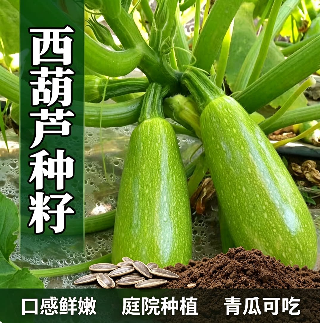 西葫芦种子西葫芦种籽高产四季春季西葫芦子蔬菜种子孑春夏秋季