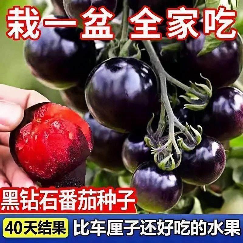 黑珍珠番茄种子高产破布小番茄圣女果种籽阳台盆栽水果种孑易种