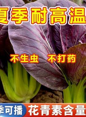 紫罗兰油菜种籽紫色小青菜紫玲阳台盆栽菜园地种植农家蔬菜种子