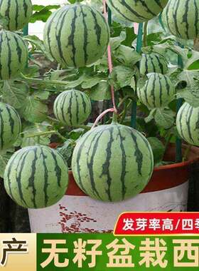 盆栽蜂蜜小西瓜种子薄皮无籽麒麟西瓜种子四季播美都西瓜种子正宗