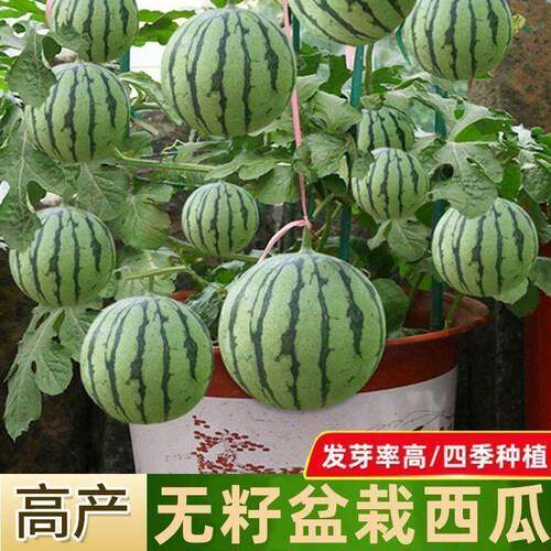 盆栽蜂蜜小西瓜种子薄皮无籽麒麟西瓜种子四季播美都西瓜种子正宗