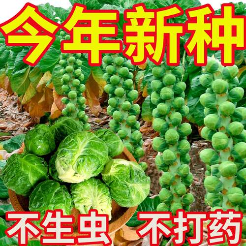 进口小包菜种子特色抱子甘蓝包心菜种高产四季盆栽大田蔬菜种籽苗