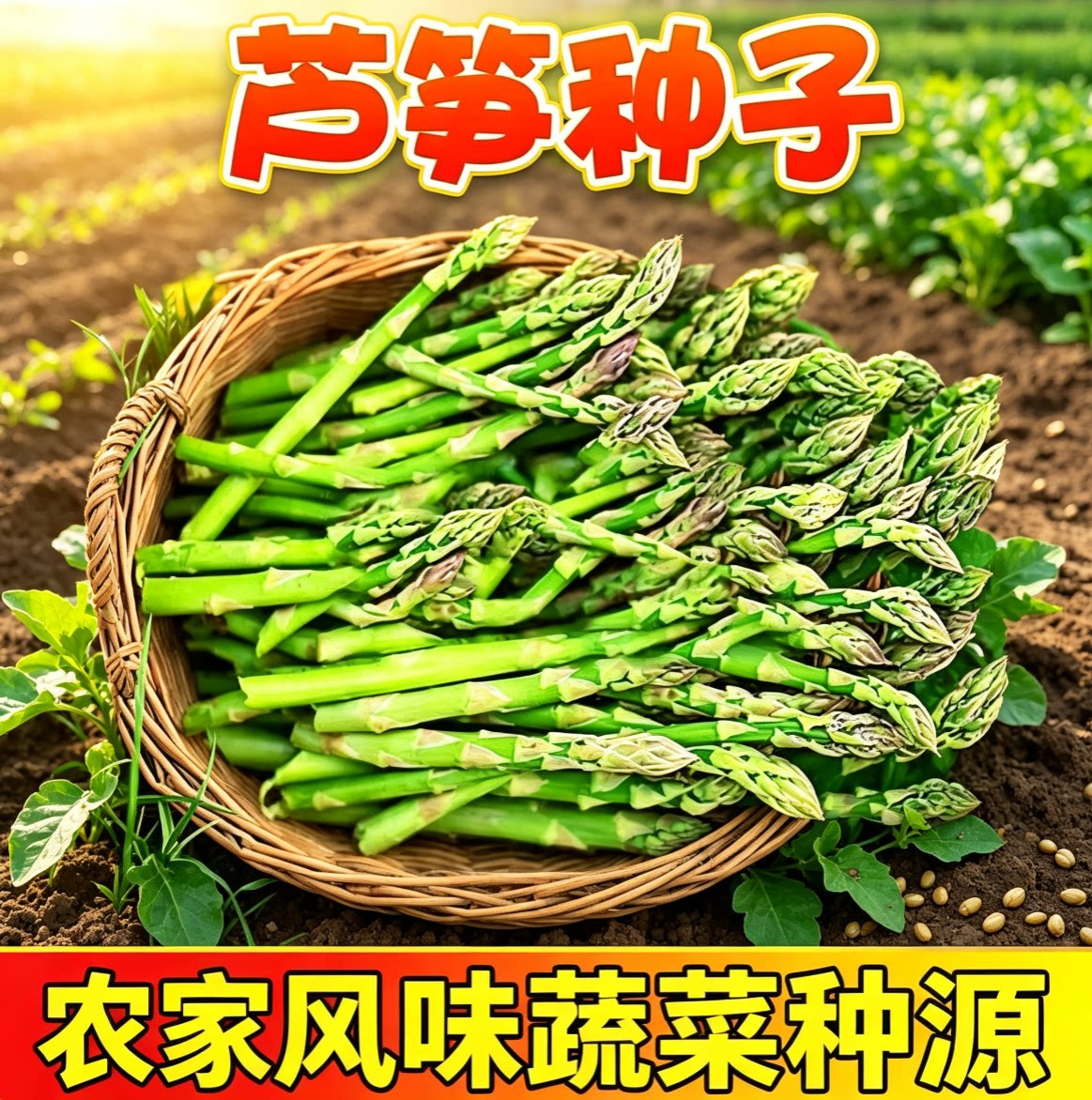芦笋种孑种子苗根盆栽籽图片