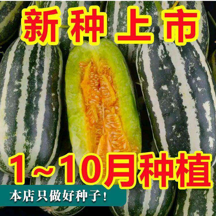 冰糖子甜掉牙甜瓜种子青皮羊角蜜香瓜籽春季四季庭院阳台水果种子