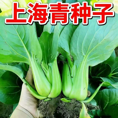 原种上海青种子蔬菜种籽孑鸡毛菜青菜小白菜四季易种阳台菜园高产