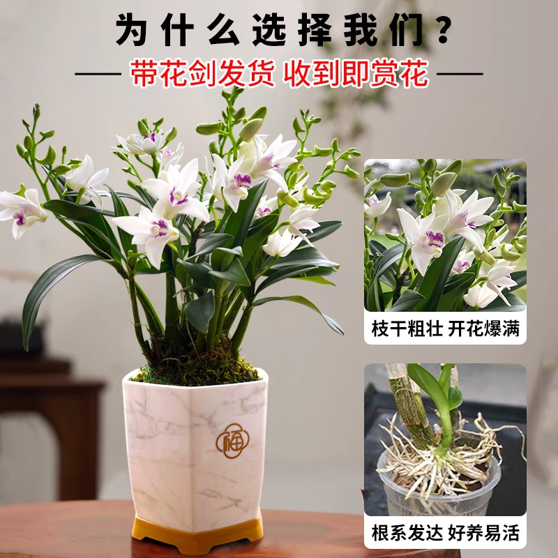 艾莹兰花苗紫云泼墨石斛兰 现带花苞四季好养绿植物盆栽桌面花卉