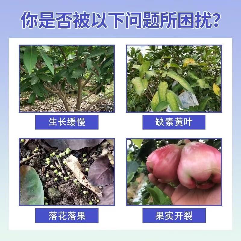 碧花开莲雾莲雾促花催花保花保果花芽分化叶面肥花多果多果树农用