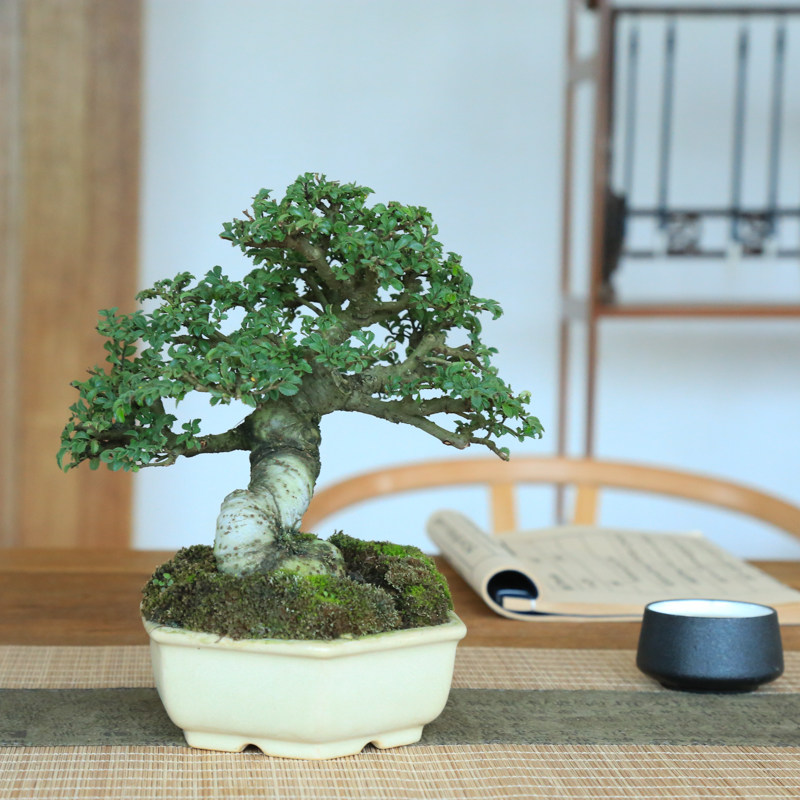 趣味小叶榆树盆景盆栽榔榆窗台阳台植物绿植茶台办公桌好养室内