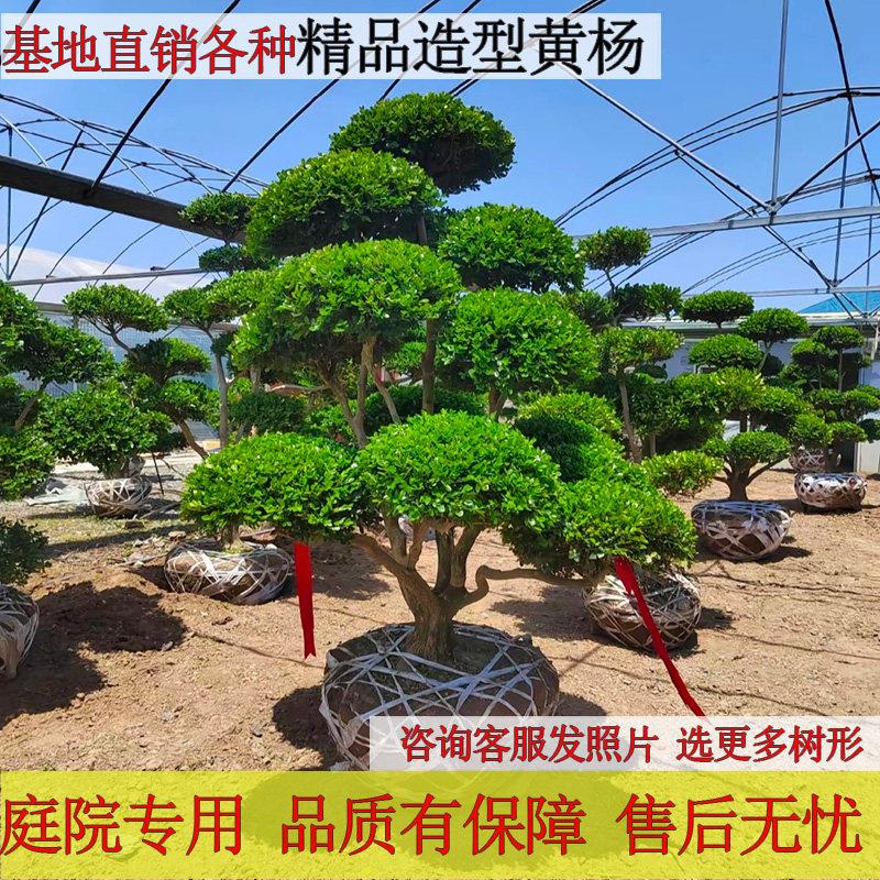 黄杨造型盆景老桩造型树庭院别墅矮霸独杆黄杨树老桩精品一物一拍