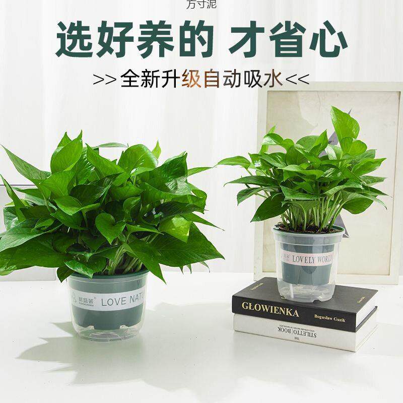 绿萝盆栽室内植物花卉家用新房吸除绿植水培长藤垂吊大叶绿箩