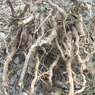 现挖饿蚂蟥新鲜中草药饿蚂蝗 山蚂蝗 细风带 山 角豆 新鲜发货
