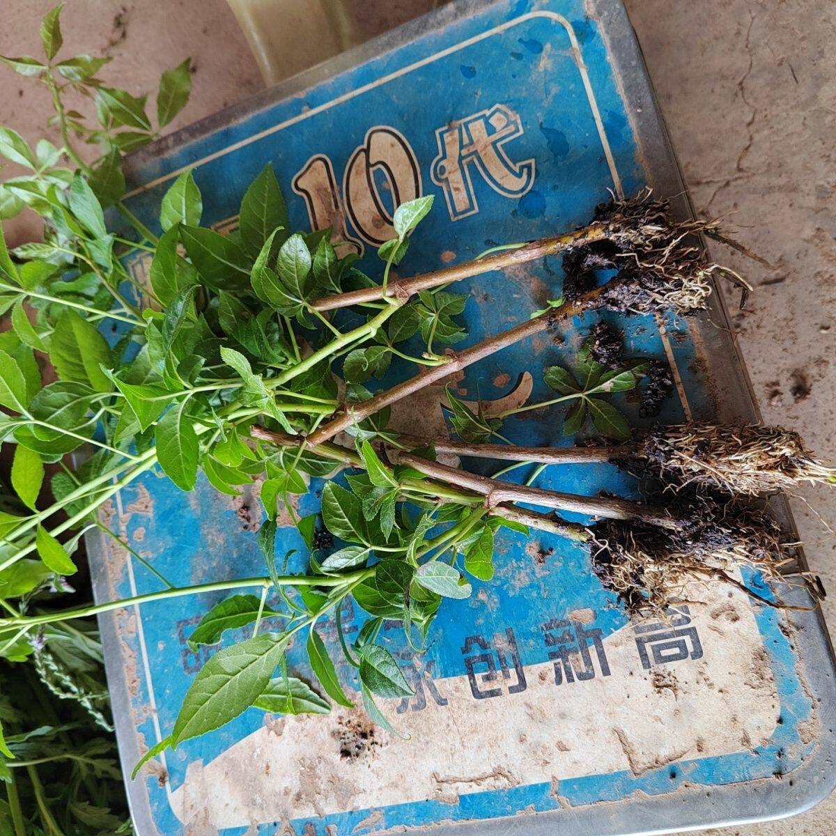 云南刺五加树枝条五加风豺节五加皮老虎镣子刺绿 植药用盆栽苗