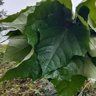 20张包邮新鲜现摘纯大山里的桐子树叶桐子粑粑 叶麦粑叶玉米粑叶