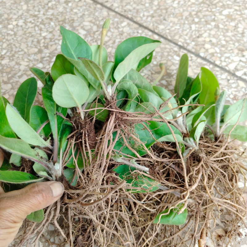 云南草药新鲜毛大丁草 中药材兔耳风兔耳草贴地 风头顶一枝香