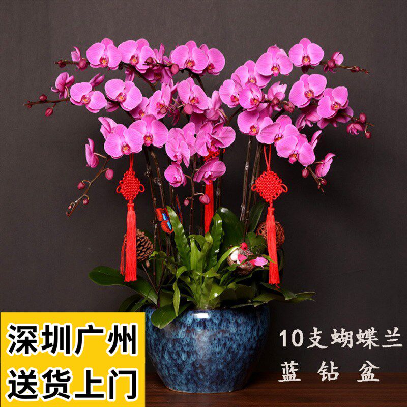深圳蝴蝶兰盆栽客厅室内带花苞植物办公室前台开业乔迁送礼花卉