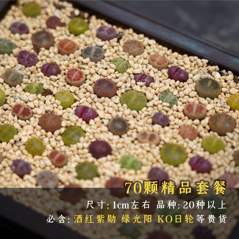 巨无霸多肉植物彩色生石花组合套餐新手PP生花易养易活绿植盆栽