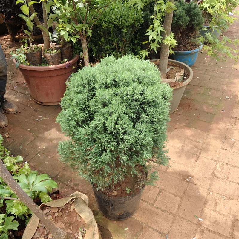 雾松盆景植物雾凇盆栽室内好养办公室桌面小绿植四季常青阳台花卉