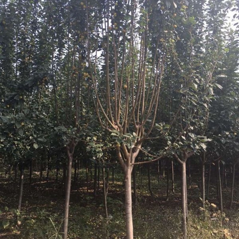 西府海棠树苗高杆垂丝海棠树苖果树庭院盆栽地工程用苗大型风景树图片
