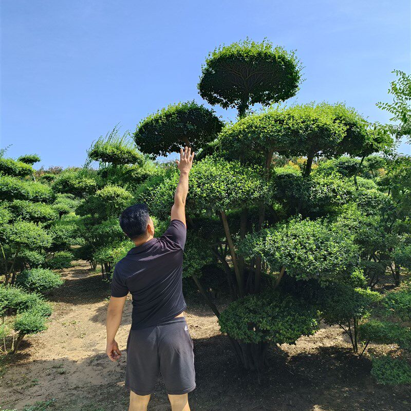 小叶女贞造型树地景树多头女贞造型庭院别墅四季常青绿植选树现挖