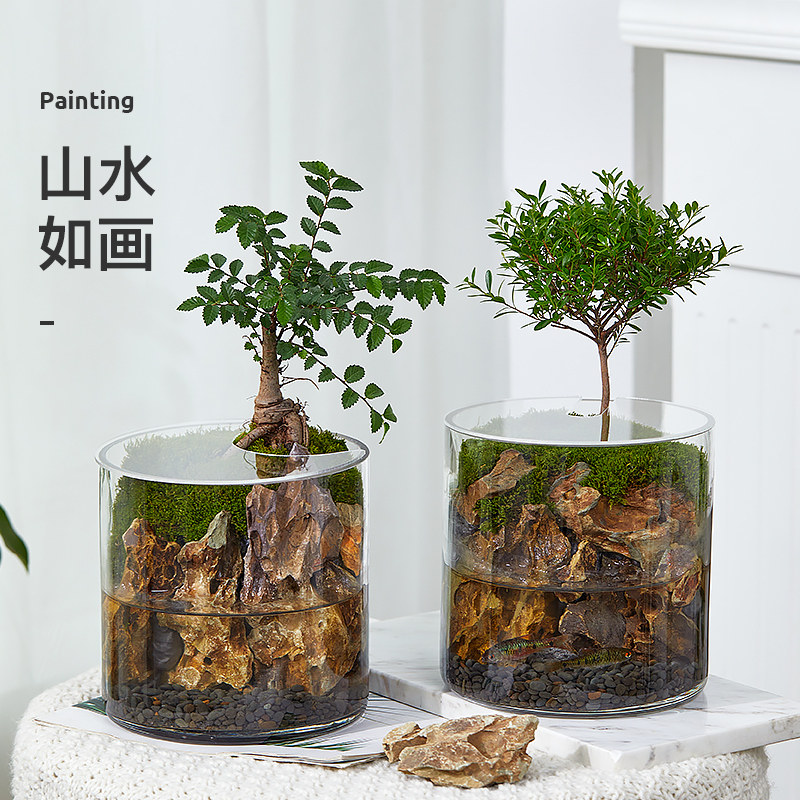 青苔藓生态瓶闷养微景观造景绿植物办公室内桌面水培好养创意盆栽