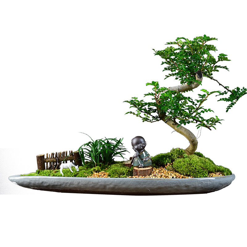 清香木盆栽造型胡椒木盆景室内植物客厅办公桌面好养植物四季常青