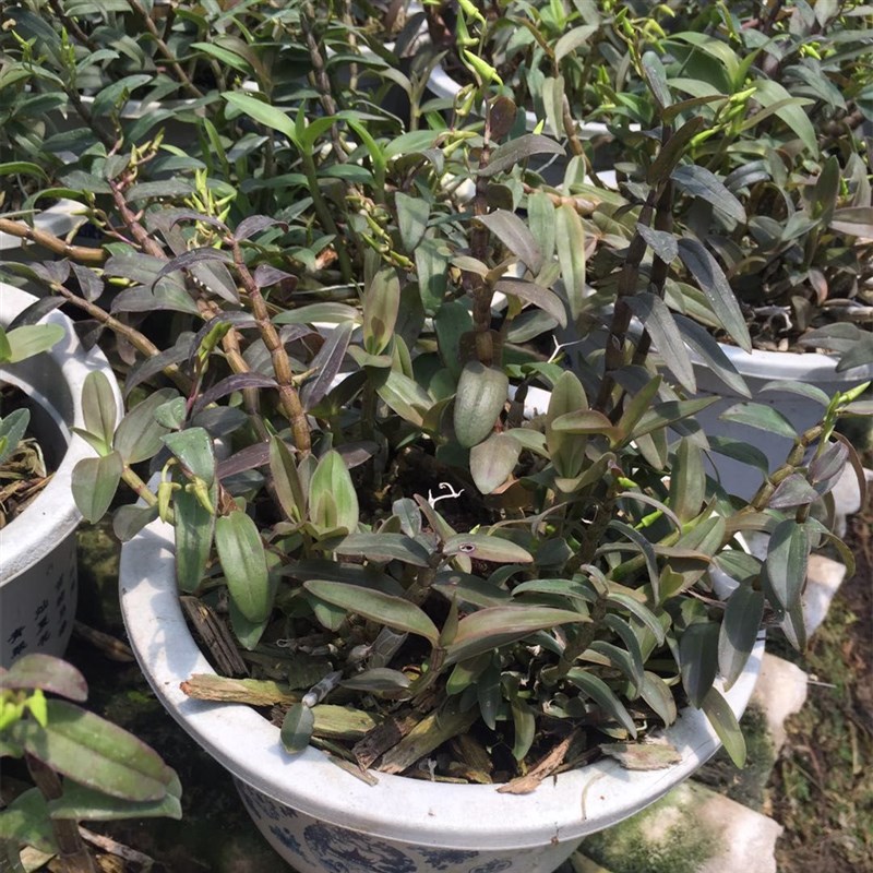云南红杆铁皮石斛枫斗 三年生精选鲜条 带根带叶大苗 盆苗 500克