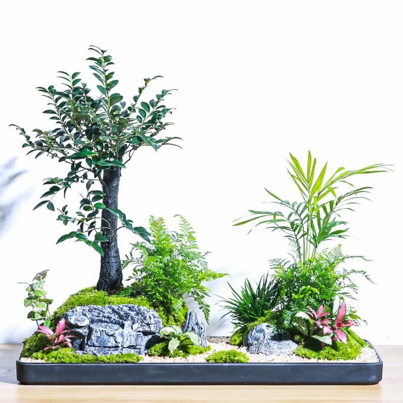 小叶紫檀黑骨茶微景观室内办公室绿植物盆栽四季常青意境中式盆景