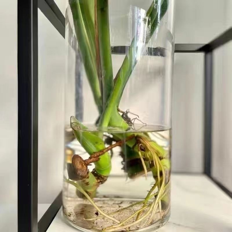 开背老桩龟背竹土水培盆栽北欧风大叶去甲醛办公客厅室内易活绿植
