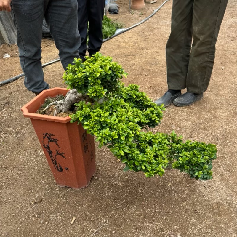 大型小叶榕树盆景树桩悬崖植物造型老桩室外院子阳台客厅绿植盆栽