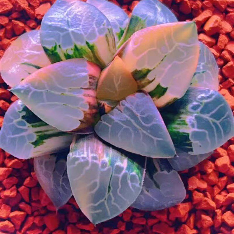 新品点点寿锦红纹冰城西瓜裹般若网纹电路板克锦丘比特Haworthia