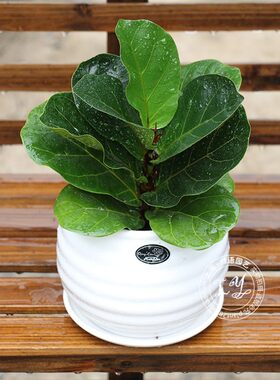 琴叶榕盆栽 又名琴叶橡皮树 常绿室内植物办公室绿植桌面小盆栽