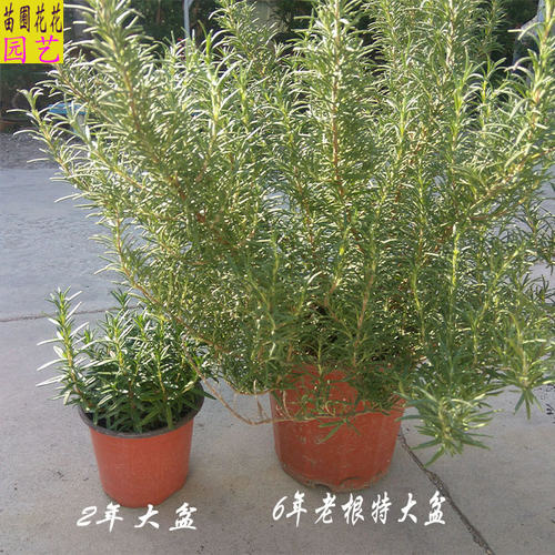 食用香料盆栽 特大迷迭香大盆老桩植物 西餐料理牛排用芳香提神