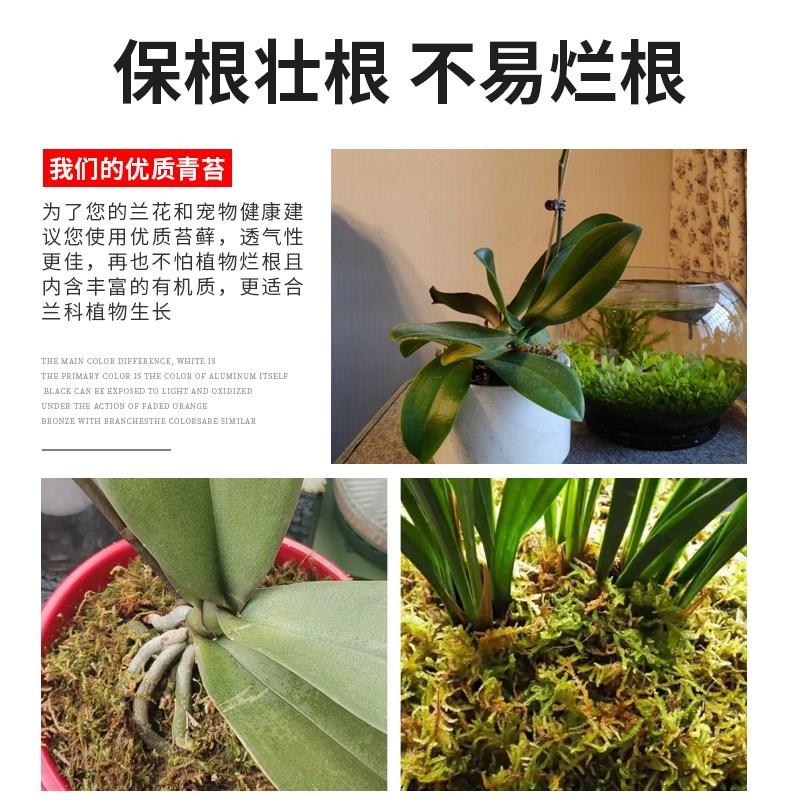 青苔兰花蝴蝶兰干苔藓水苔纯石斛种植专用营养土爬宠乌龟垫材