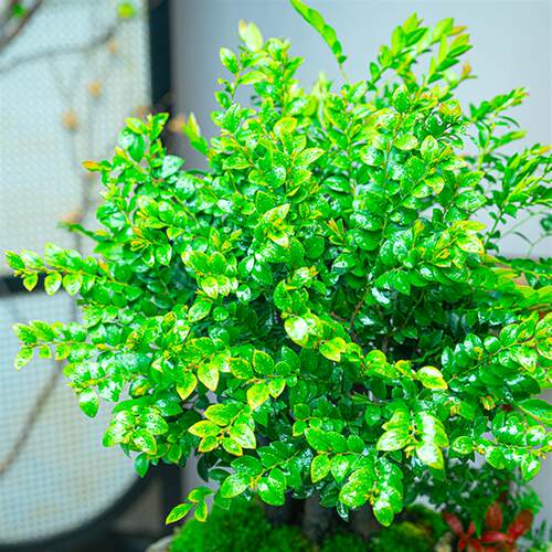 老桩小叶紫檀盆景盆栽植物室内桌面绿植花卉四季好养活客厅办公室