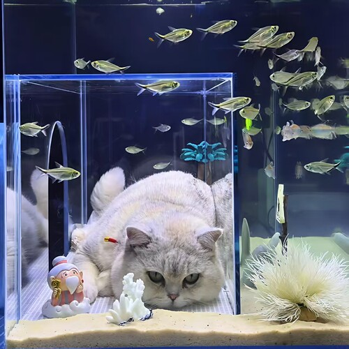 金晶五线超白玻璃网红猫窝鱼缸观赏可钻可躺玩耍水底世界隧道鱼缸