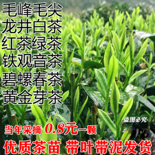 正宗茶叶苗龙井茶叶苗绿茶苗铁观音茶苗白茶树苗毛尖茶苗绿化苗