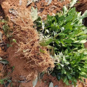 登越茶树苗茶叶苗正宗龙井茶叶苗种苗/半成品盆栽