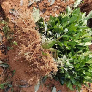 登越茶树苗茶叶苗正宗龙井茶叶苗龙井43阳台庭院盆栽花园绿化绿植