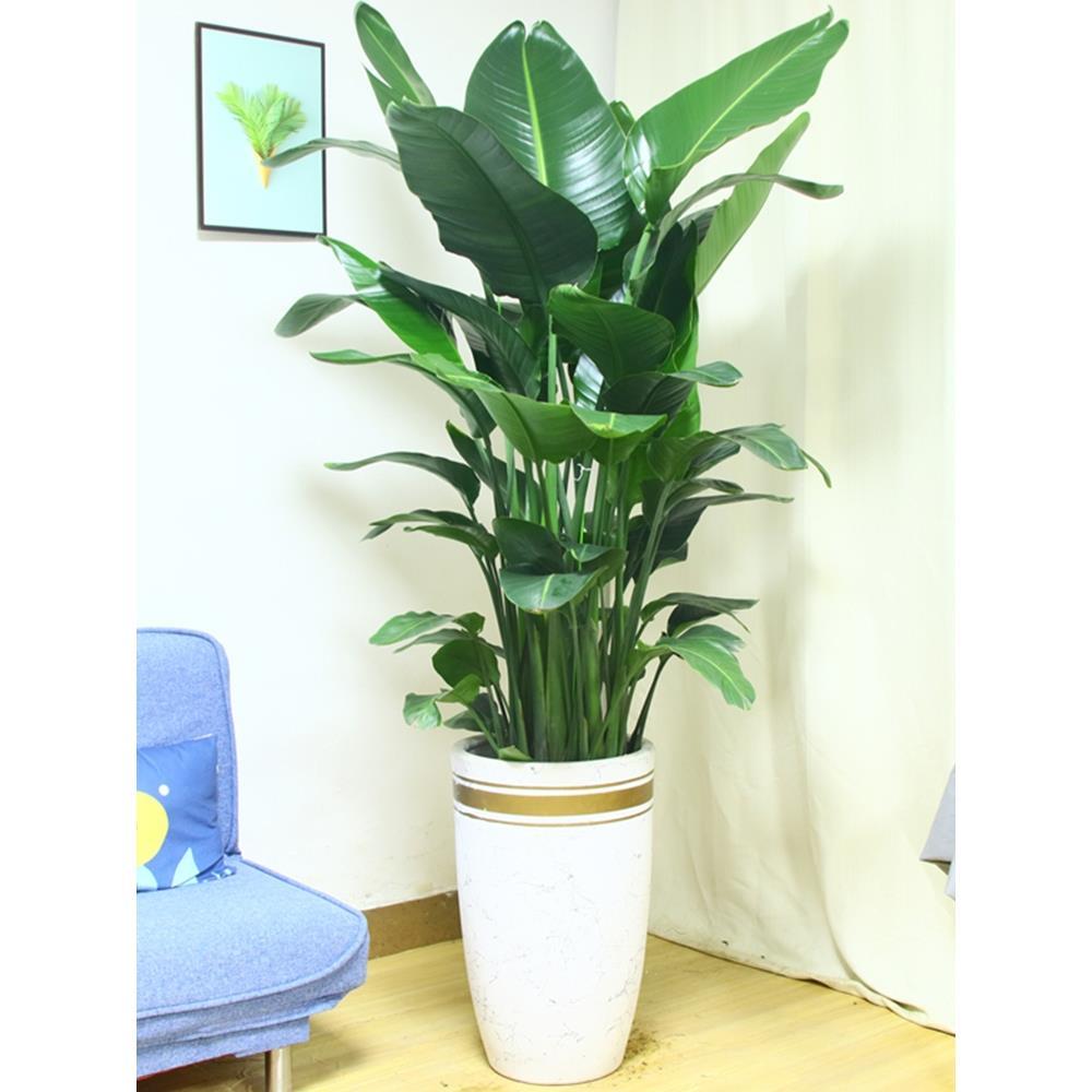天堂鸟盆栽客厅绿植鹤望兰办公室内大型北欧好养植物广州深圳同城